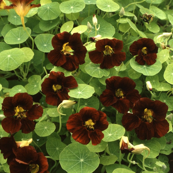 Trailing nasturtium with round shield-like green leaves and vivid orange-red cup-shaped flowers