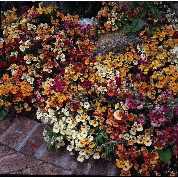 Mixed-colour Nemesia bedding plants with purple and white blooms in a garden planter
