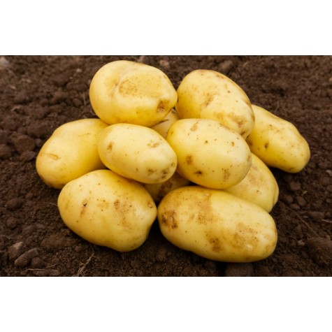 Nicola seed potatoes (second early) piled for sale at garden centre