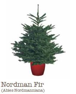 Nordmann fir 80cm Christmas tree with dense soft dark green needles ideal for home festive decoration