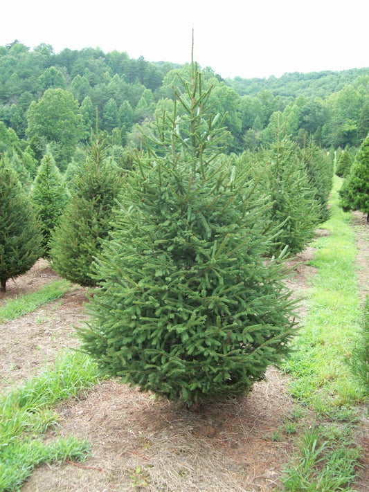 Young Norway spruce tree (Picea abies) with dense dark green needles and conical form, potted ready for garden planting