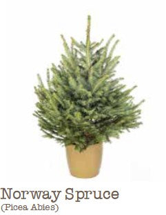 Norway spruce (Picea abies) evergreen conifer with drooping branches and dark green needles, garden centre specimen