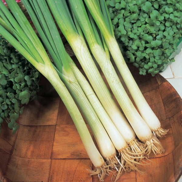bunch of fresh spring onions with white bulbs and long green tops on wooden surface