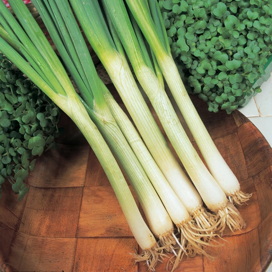 bunch of fresh spring onions with white bulbs and long green tops on wooden surface