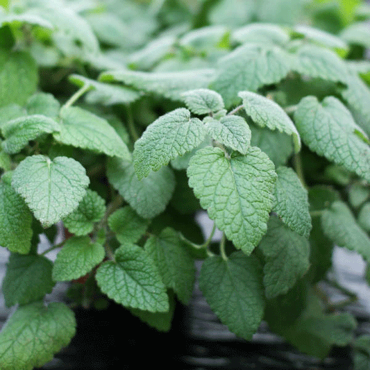 Potted orange-scented balm (lemon balm) herb with bright green serrated leaves for herbal tea and cottage gardens