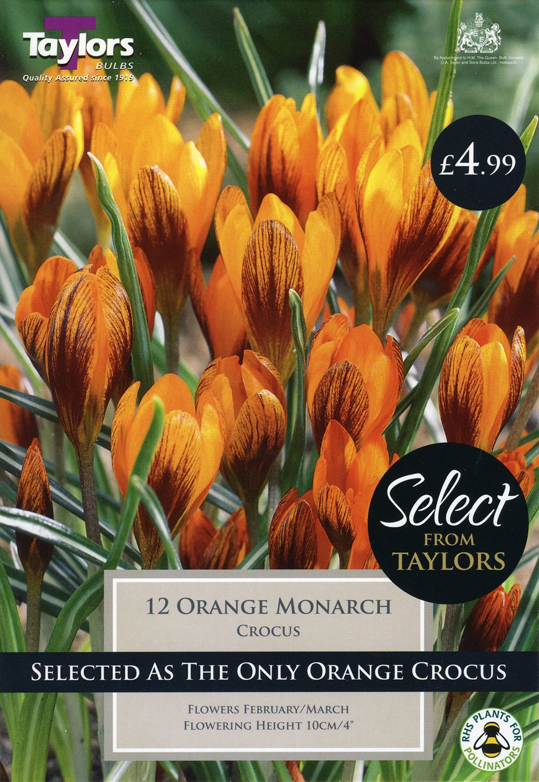 Cluster of vibrant orange crocus flowers and green foliage emerging from grass, spring bulbs for border planting