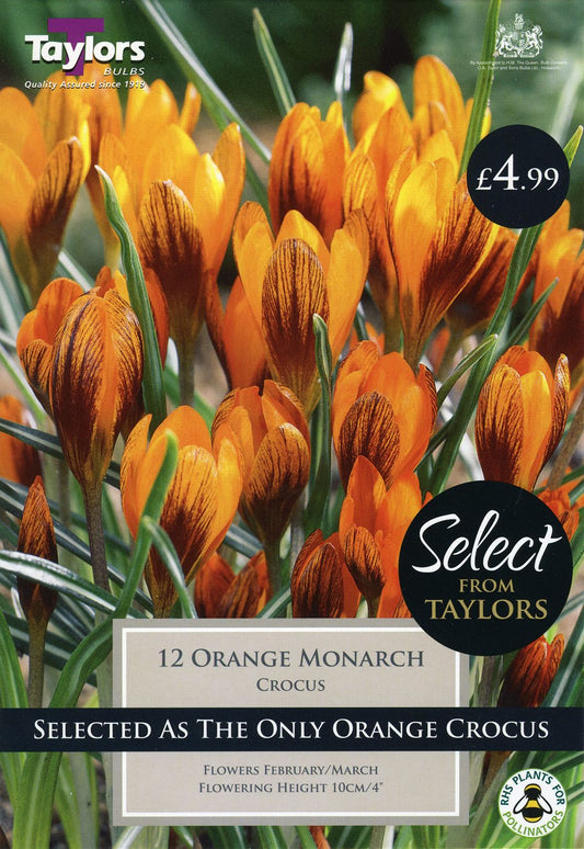 Cluster of vibrant orange crocus flowers and green foliage emerging from grass, spring bulbs for border planting