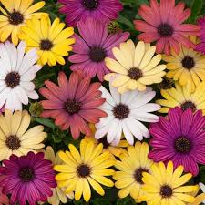 Osteospermum (African daisy) purple blooms with green foliage in full bloom, bedding plant for patio or borders