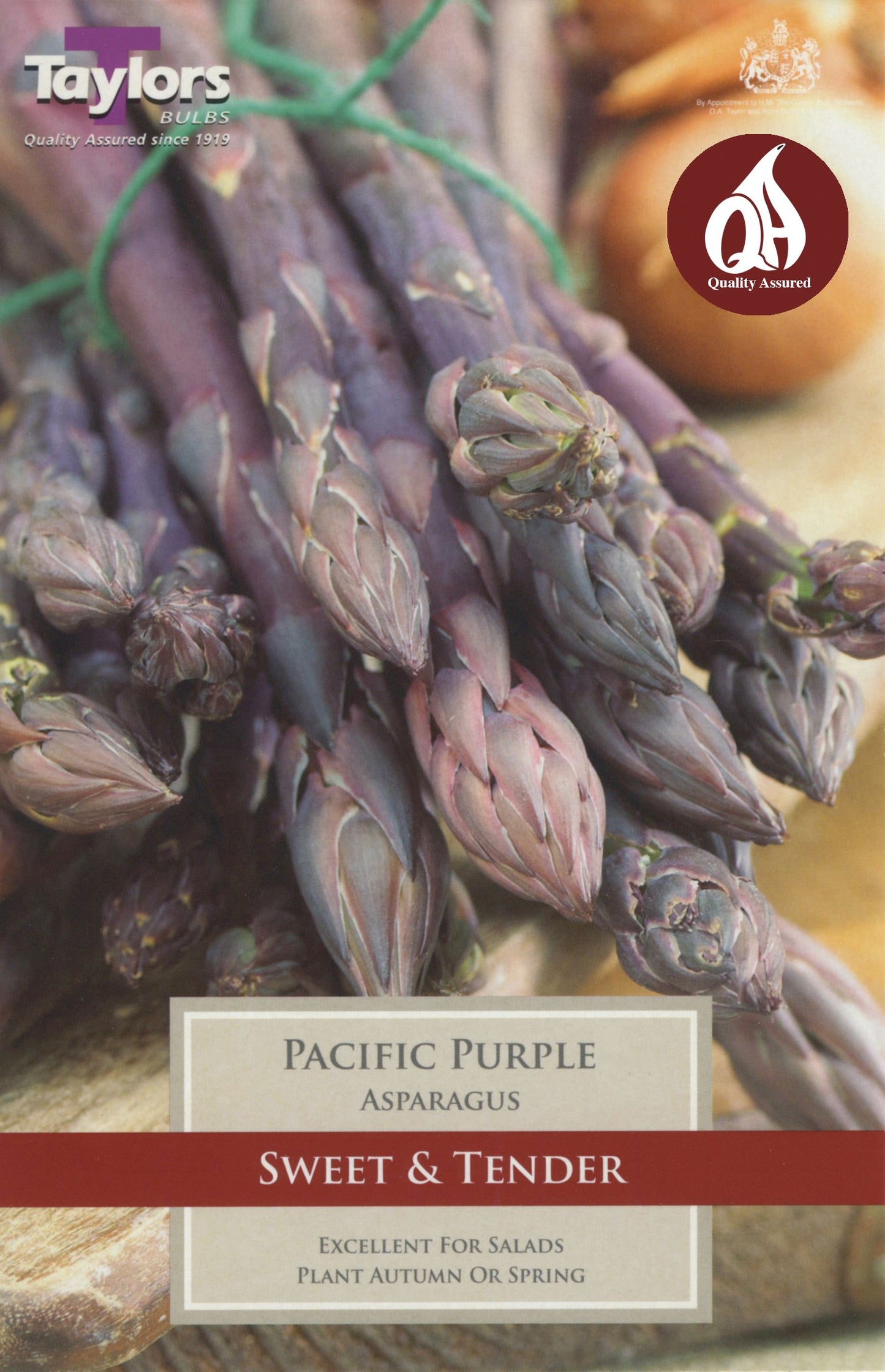 Heuchera Pacific Purple with deep purple ruffled leaves in a nursery pot, perennial shade plant