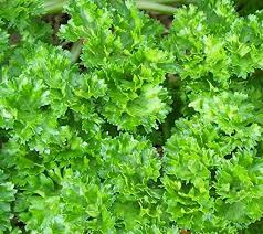 Fresh curly parsley plants in terracotta pots on nursery bench at Pengelly Garden Centre, edible herb ready for planting