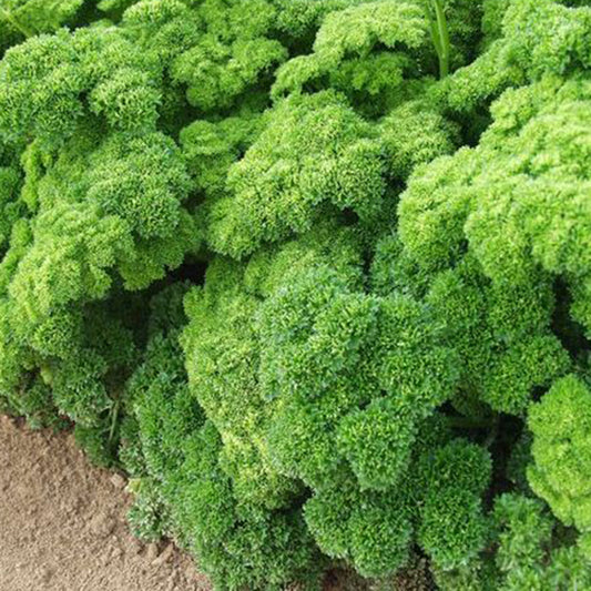 pot-grown flat-leaf parsley plants with bright green leaves ready for planting
