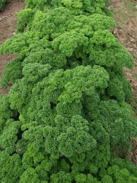 Parsley Afrodite herb plant with vibrant flat green leaves in a small pot, ideal for kitchen herb gardens