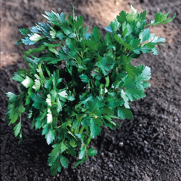 Italian Giant flat-leaf parsley plants with large bright green leaves in a nursery tray