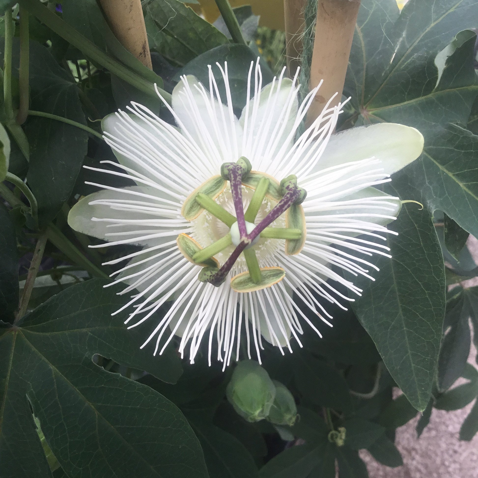 Passiflora Snow Queen white passionflower with frilled corona and glossy green leaves on a climbing vine