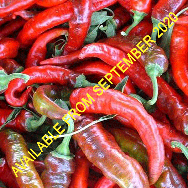 Nardello long red Italian sweet pepper hanging on plant with glossy green leaves, ideal pepper for home vegetable garden