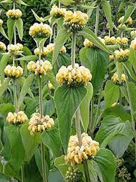 Phlomis (Jerusalem sage) perennial with whorled yellow flower clusters and grey-green textured foliage
