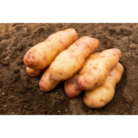 Pink Fir Apple seed potatoes with knobbly pink skin and cream flesh, heirloom salad potato on wooden surface