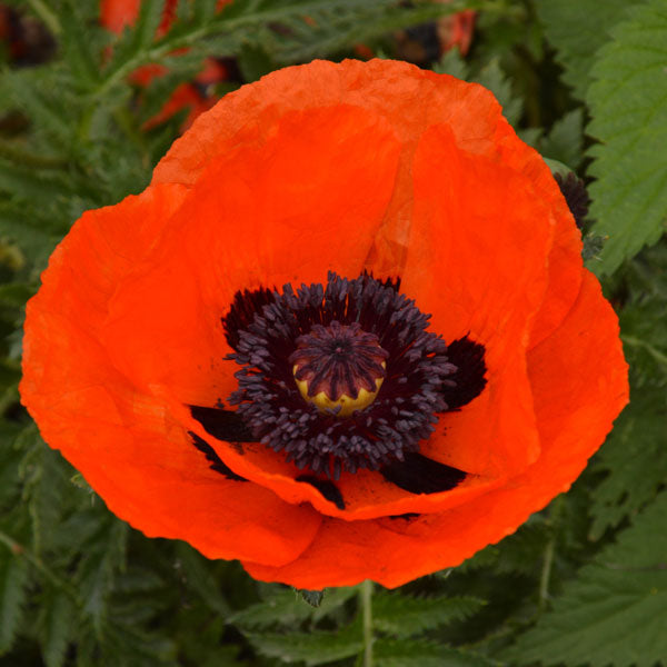 Bright red oriental poppy (Papaver) with ruffled petals and dark centre in sunlit cottage garden bed