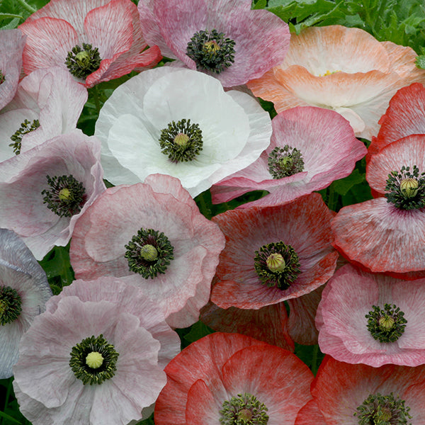 red double poppy with ruffled, layered petals and green foliage in a cottage garden setting