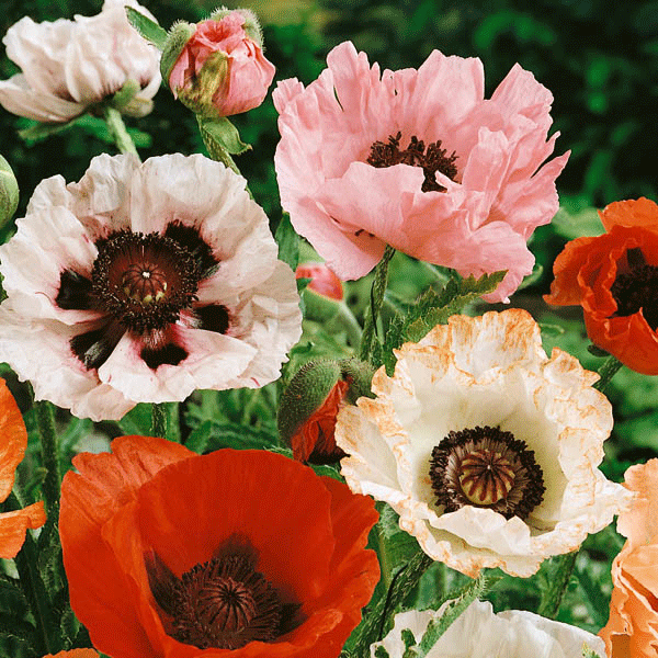 red poppy (Papaver) with dark centre and crinkled petals among green leaves
