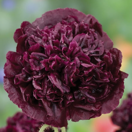 Bright red oriental poppy bloom with dark centre and crinkled petals among green foliage