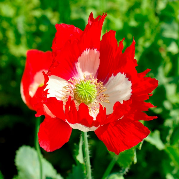 PVC artificial red poppy with black centre, decorative garden ornament