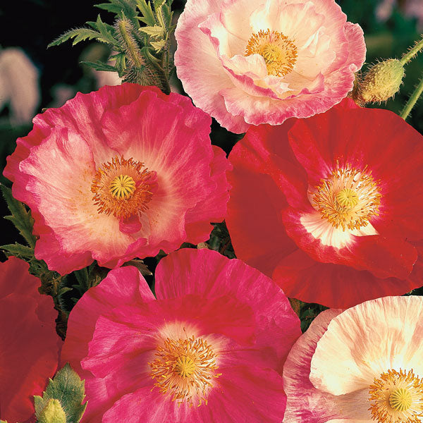 Bright red poppy (Papaver) with dark centre amid green foliage in a garden