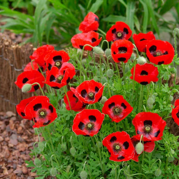 Close-up of bright red poppy with a red-and-black ladybird perched on a petal in a garden
