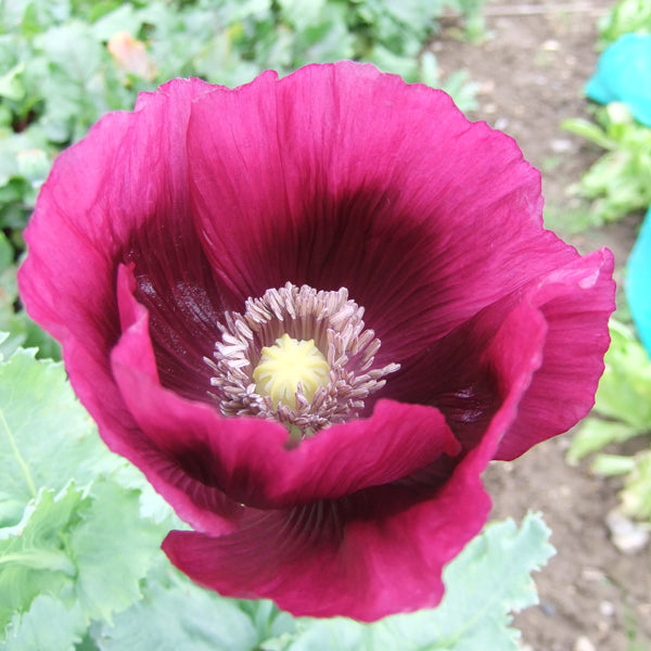 close-up of Lauren poppy (Papaver) single bloom with green foliage in a garden setting