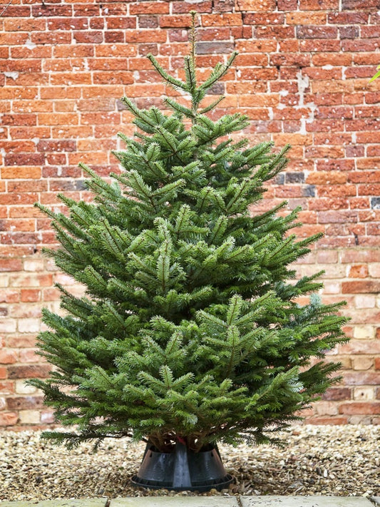 Premium Nordmann fir Christmas tree with dense, soft dark-green needles and full conical shape, ideal for home decoration