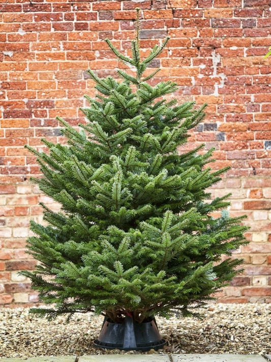 Premium Nordmann fir Christmas tree with dense dark green needles and full symmetrical conical shape