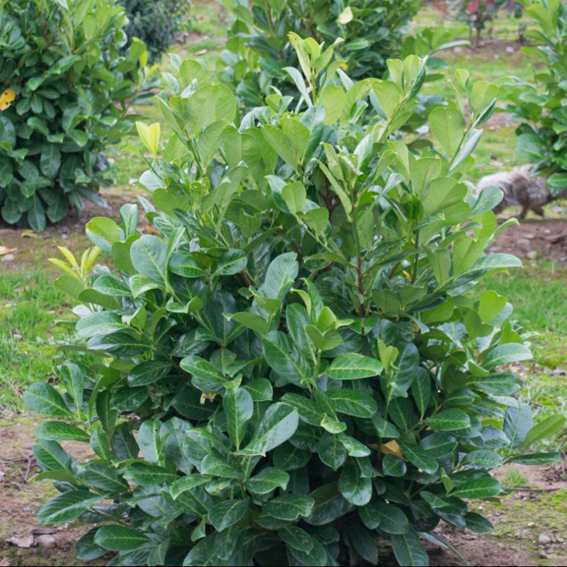 Prunus tree with pale pink spring blossoms in black nursery pot at Pengelly Garden Centre
