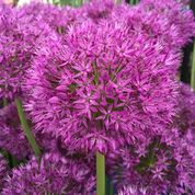 vibrant purple garden flowers with glossy green foliage on nursery bench at Pengelly Garden Centre