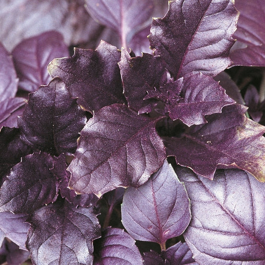 Purple basil plant with deep purple leaves and green veins, culinary herb growing in a pot
