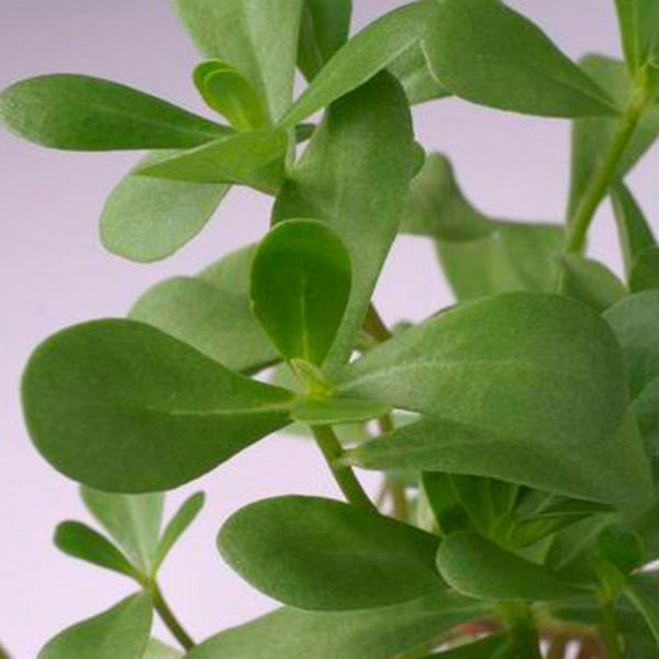 Purslane (Portulaca) low-growing succulent groundcover with fleshy green leaves and small yellow flowers