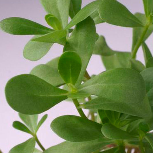 Purslane (Portulaca) low-growing succulent groundcover with fleshy green leaves and small yellow flowers