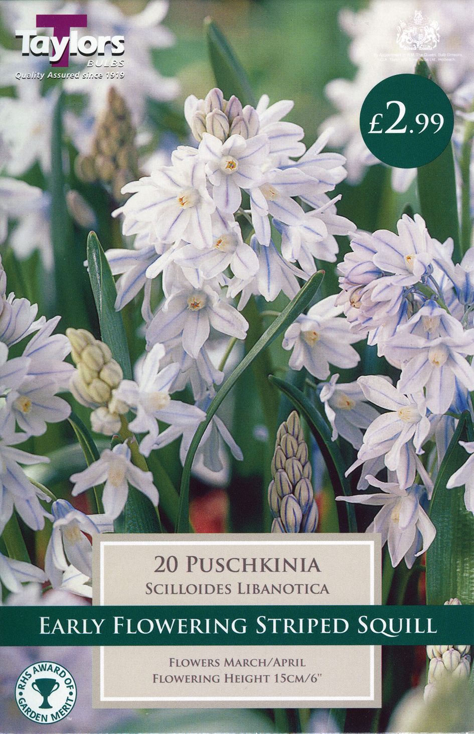 Cluster of Puschkinia scilloides Libanotica pale blue bell-shaped spring bulbs with darker blue stripe