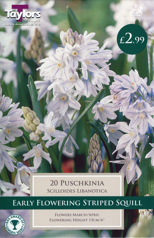 Cluster of Puschkinia scilloides Libanotica pale blue bell-shaped spring bulbs with darker blue stripe