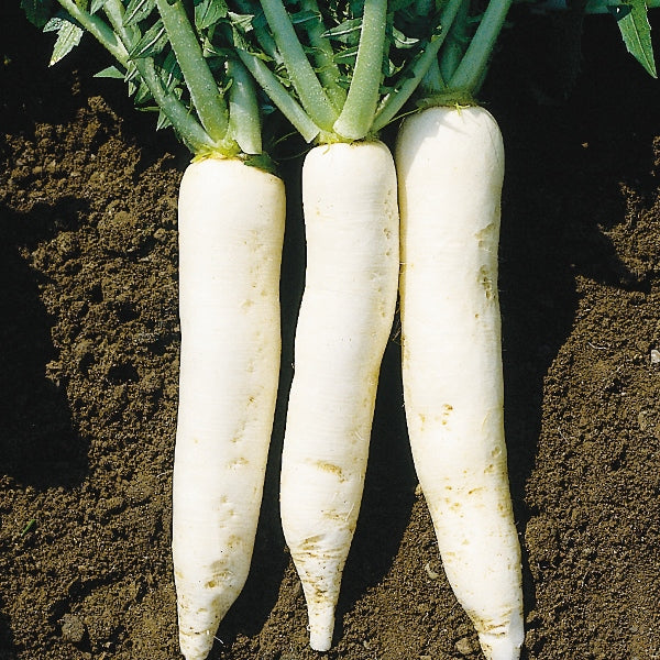 bunch of mooli daikon radishes with long white roots and fresh green tops