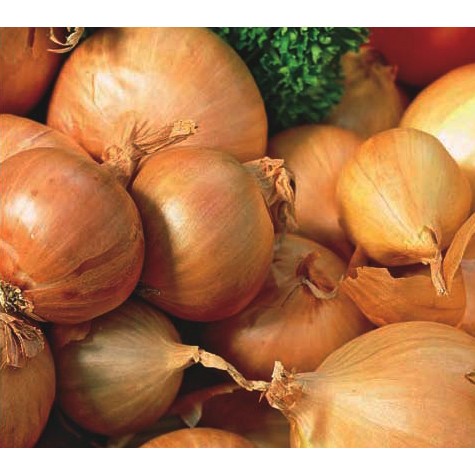 Red Sun shallot bulbs with reddish papery skins, cluster of seed shallots ready for planting