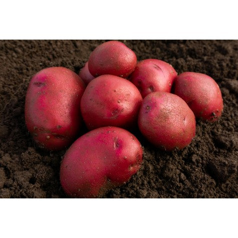 Red Duke of York tomato on vine, ripe large red heirloom beefsteak fruit with green foliage