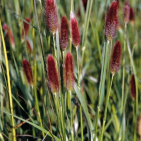 Red Bunny Tails ornamental grass with soft fuzzy red plumes, decorative border plant and dried flower use
