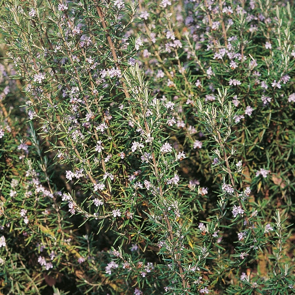 Potted rosemary herb (Rosmarinus officinalis) with woody stems and blue-green needle-like leaves in black nursery pot