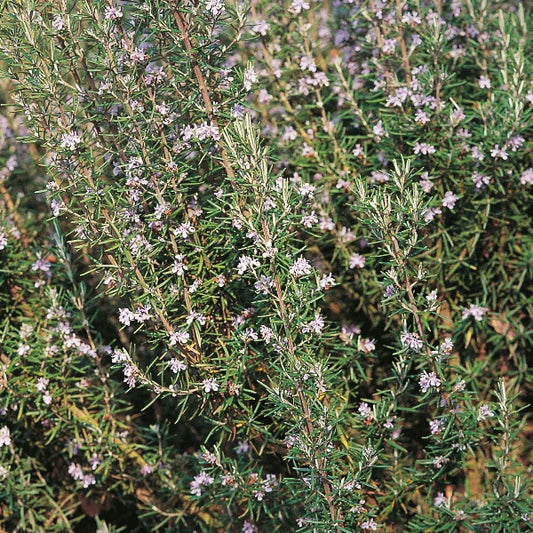 Potted rosemary herb (Rosmarinus officinalis) with woody stems and blue-green needle-like leaves in black nursery pot