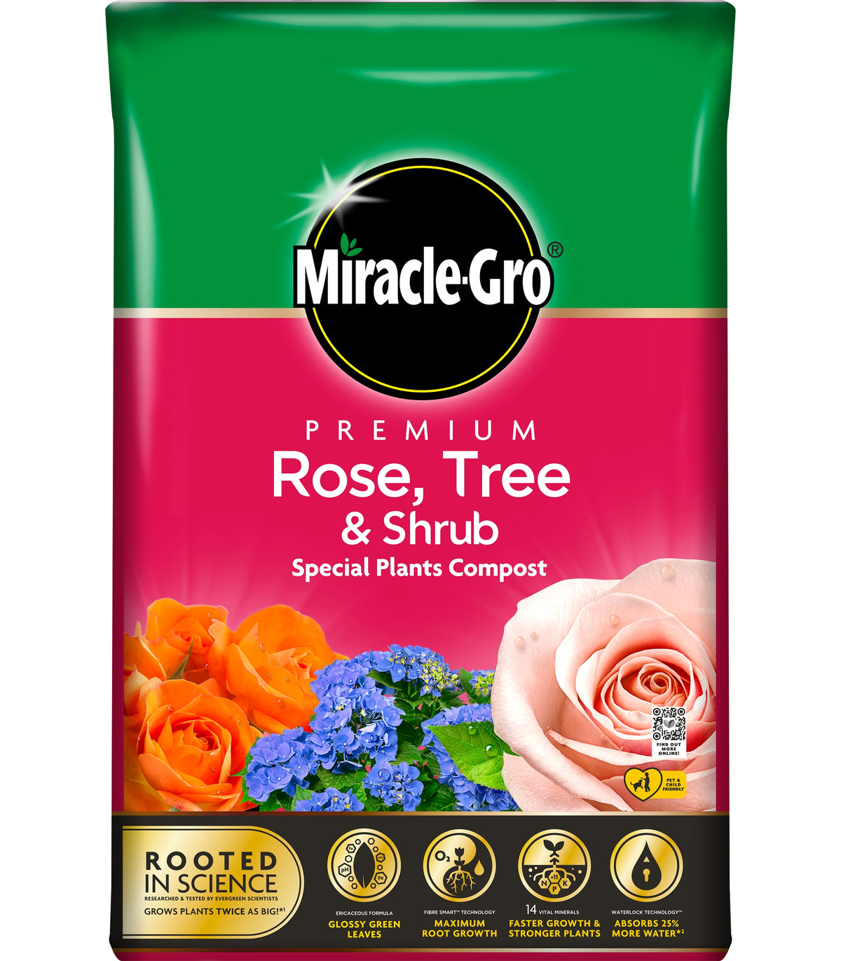 standard rose tree shrub with green foliage and clustered roses, potted for garden planting