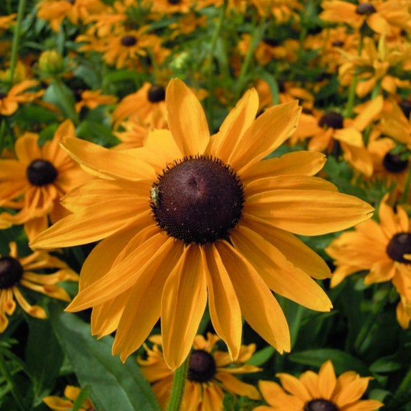 Rudbeckia Marmalade perennial with vibrant orange daisy-like flowers and dark brown centres in a summer border