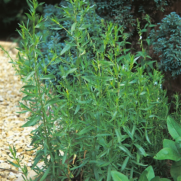Perovskia (Russian sage) with purple flower spikes and silvery grey-green foliage in a garden border