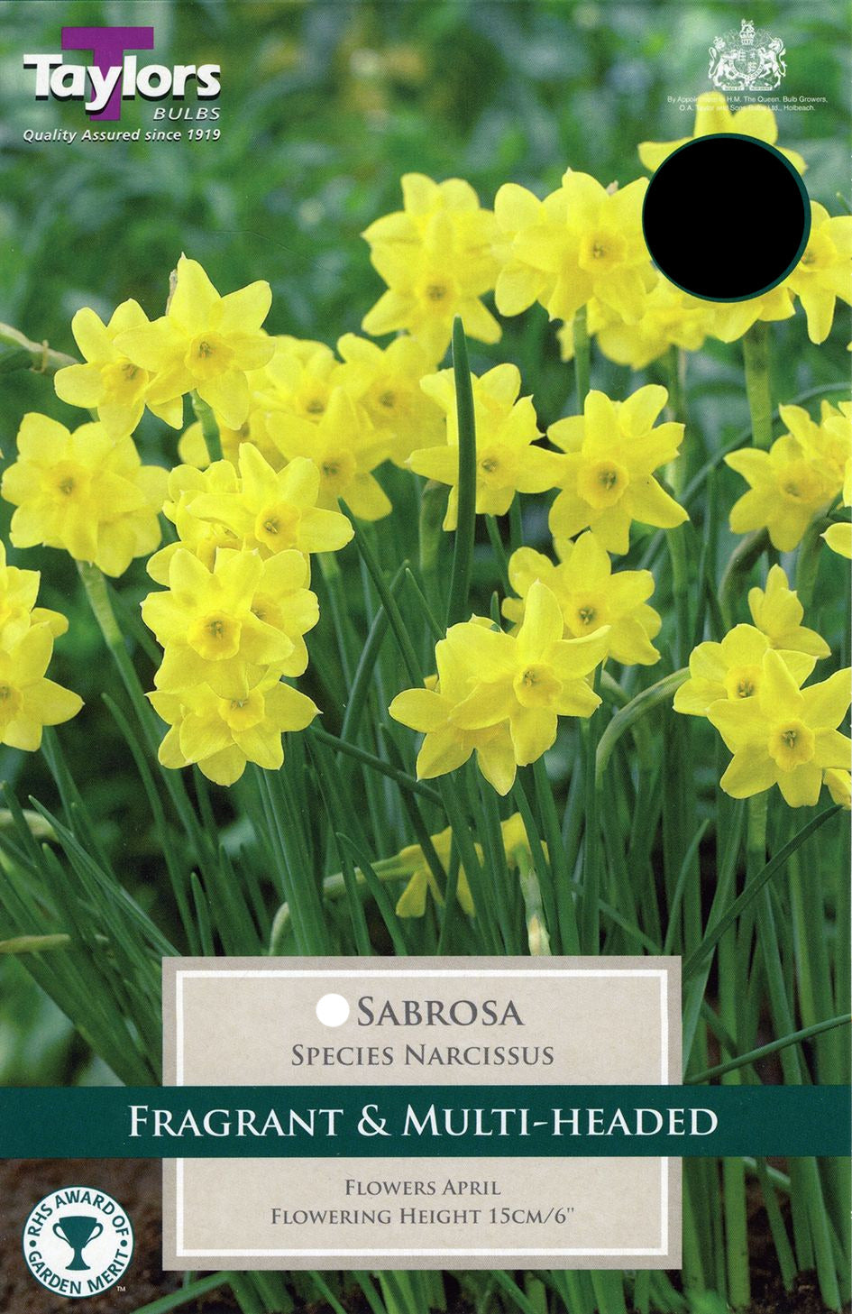 Sabrosa plant in terracotta pot with plant label at Pengelly Garden Centre
