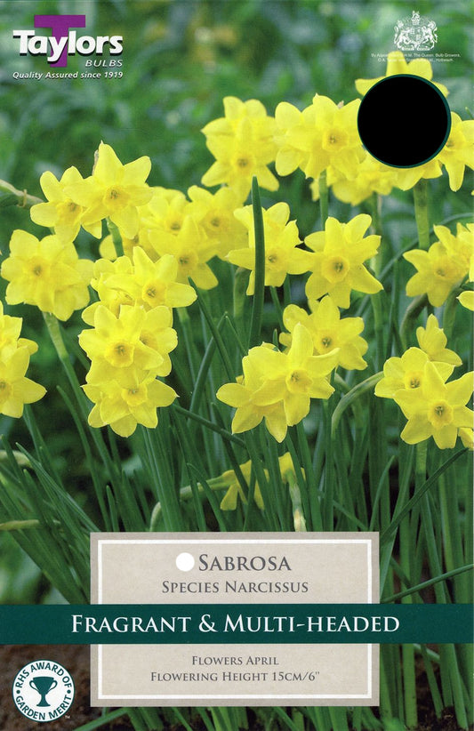 Sabrosa plant in terracotta pot with plant label at Pengelly Garden Centre