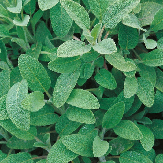 Common sage (Salvia officinalis) herb plant with soft grey-green leaves, ideal for herb garden and culinary use